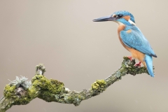 male-kingfisher-wild-scotland-canon-uk