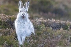 mountain-hare-cheeky-smiling-heather-scotland-highlands-canon-uk