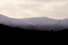 landscape-high-contrast-dark-red-deer-eating-breath-wild-scotland-canon-uk