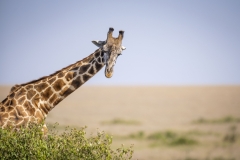 giraffe-canon-maasai-mara-africa-eating